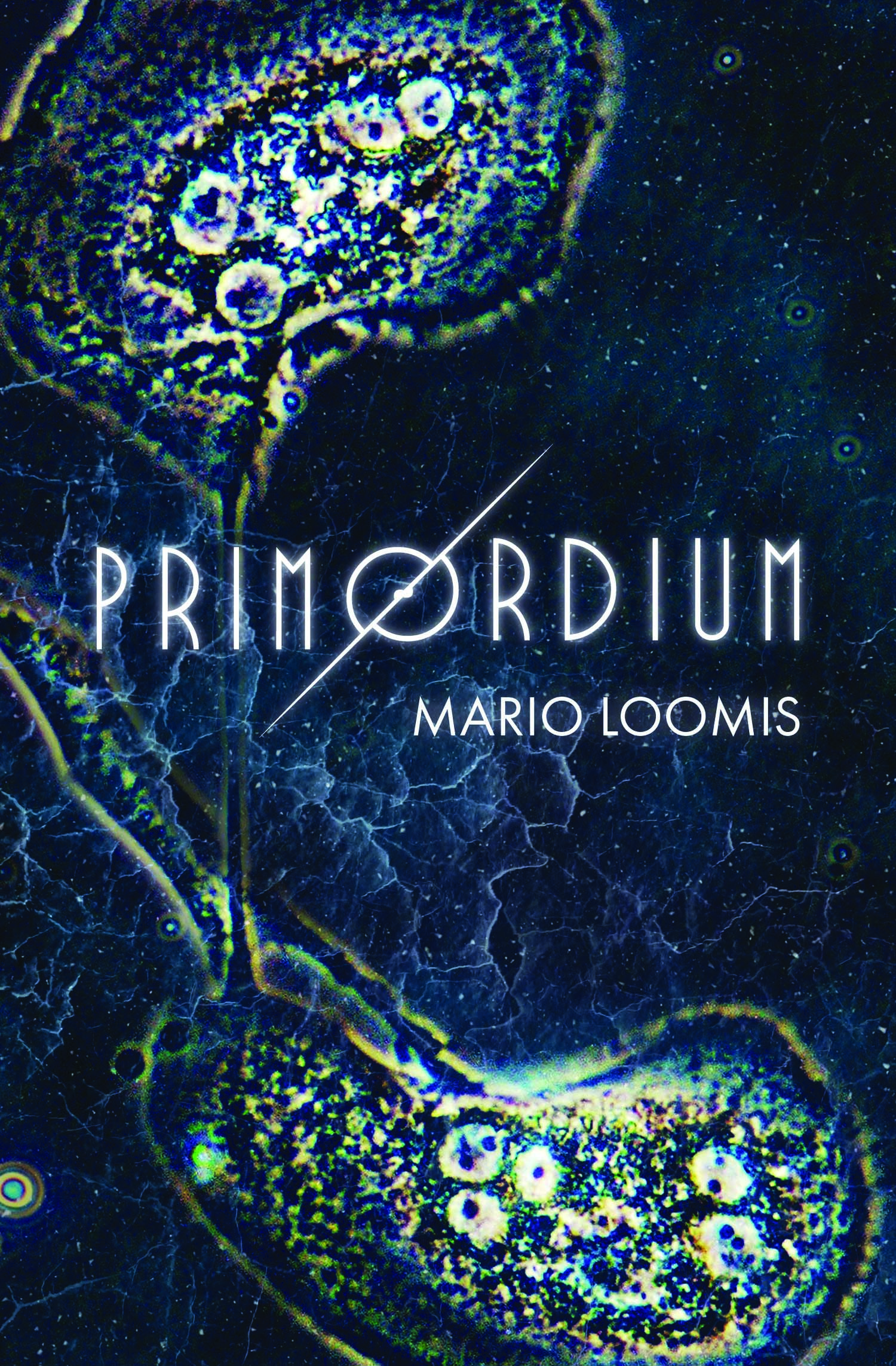 7 Primordium