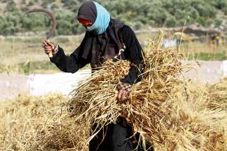 A Palestinian woman harvests wheat by hand on a farm near Salfit, West Bank, in 2016. Education is essential in enabling women in every country &quot;to become dignified agents of their own development,&quot; said Archbishop Bernardito Auza, the Vatican&#039;s permanent observer to the United Nations Oct. 6 at U.N. headquarters in New York.
