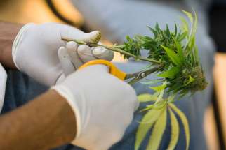 A horticulturalist clips leaves off stems during harvesting of buds from marijuana plants being grown for medical use in 2009 at the Oaksterdam University in Oakland, Calif. In a letter to lawmakers, Bishop Richard E. Pates of Des Moines, Iowa, said he supports the use of medical marijuana.