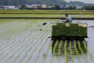 A farmer in Ryugasaki, Japan, transplants rice June 26, 2017. Speakers at a Vatican conference on sustainable development said the food people choose at the supermarket and cook in their kitchens can make a huge difference in helping address the global problems of hunger, obesity and climate change. 