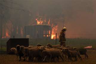 Sheep are seen as Rural Fire Service crews engage in property protection during wildfires along the Old Hume Highway near the town of Tahmoor, Australia, outside Sydney, Dec. 19, 2019. Wildfires have been burning since August and have destroyed an area comparable to the combined region of the Netherlands and Belgium.