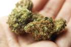 Legal marijuana in Canada will break international treaties, warns pro-family women&#039;s group