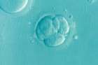 Oregon researchers announced that they have successfully altered genes in a human embryo for the first time in the United States.