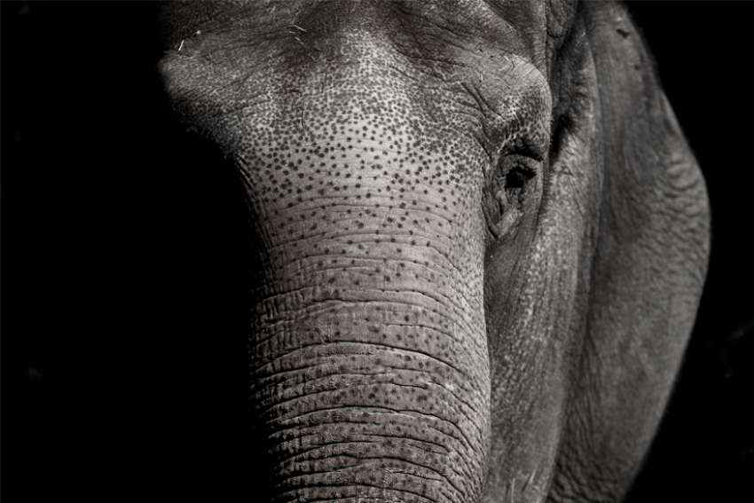 Happy the elephant: lessons for the future of animal rights law