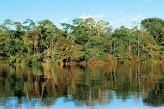 Saving the Amazon: A Special Feature