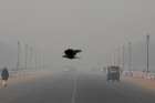 A bird flies through smog in New Delhi, India, Nov. 13, 2019. Pope Francis told participants at a Vatican City conference on criminal justice Nov. 15, that there are plans to include a definition of ecological and other &quot;psycho-social phenomenon&quot; hate sins in the Catechism of the Catholic Church.