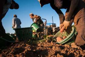 Migrant workers harvest corn on Uesugi Farms in Gilroy, CA on Wednesday, Aug. 28, 2013. Pope Francis says those who exploit cheap labour are &#039;leeches.&#039;