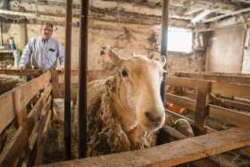 Small family farms were once the norm across this country, but are increasingly being replaced by large-scale industrial farms. Yet there are families like the Blacks of Markdale, Ont., Mike and Patty and their four boys John, James, Chris and David, who continue to keep the family farm alive. They continue to be an important source of nourishment in their communities, providing food for hundreds of local families.