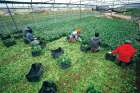 Indian farmworkers in Italy collect vegetables to sell in the market in Sant’Angelo Romano, Italy. The Pope has made an appeal for justice for “exploited workers,” especially farmworkers.