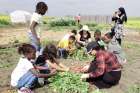 Children tend to the garden at Calgary’s Land of Dreams urban farm.