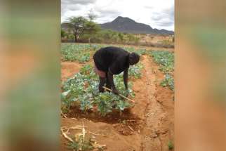 Joseph Kapua clears weeds from around greens growing in a community garden in Kipsing. Kenya. Kapua learned how to farm as part of an experiment to help his community expand its economic base from its traditional animal herding.