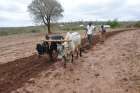 A Kenyan farmer tills and plants his farm in Machakos Nov. 3, 2022.